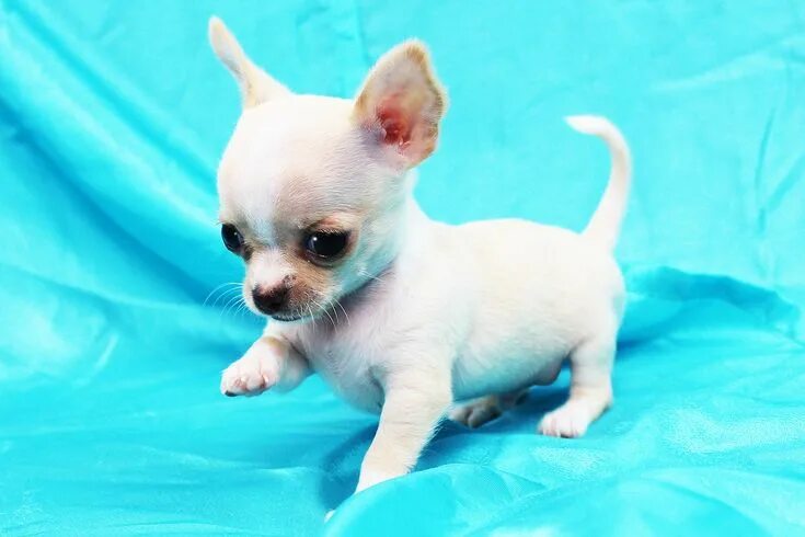 Порода собак чихуахуа фото цена маленькие щенки Image result for puppies Dog care, Dogs, Chihuahua puppies