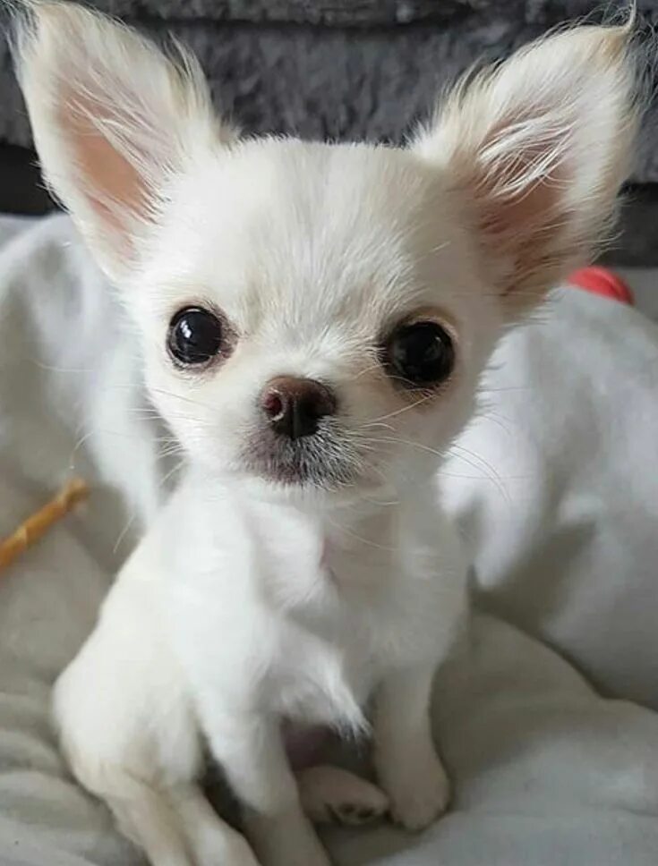 Порода собак чихуахуа фото цена маленькие щенки Pin by Sandra A. Stambaugh on Dogs Chihuahua puppies, Baby chihuahua, Chihuahua 