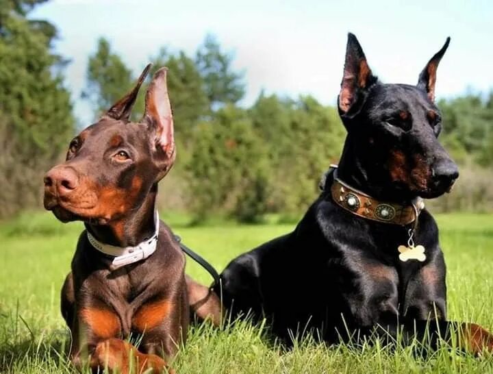 Порода собак доберман фото Pin by Sturmtyrann K9 on A Gallery of Lovely Doberman Pinschers Doberman puppy, 