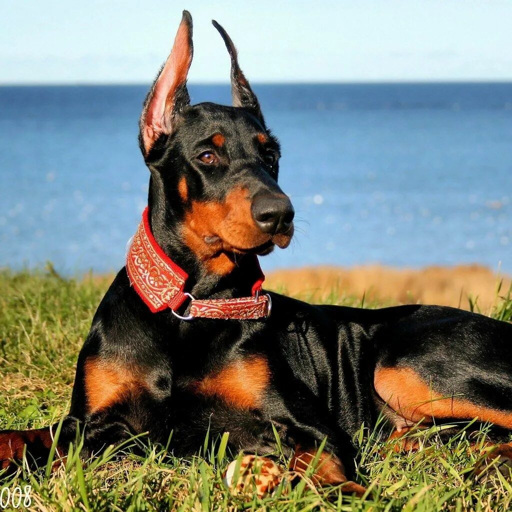 Порода собак доберман фото Pin by BuzzSharerB on Doberman Pinscher Doberman dogs, Doberman pinscher dog, Do