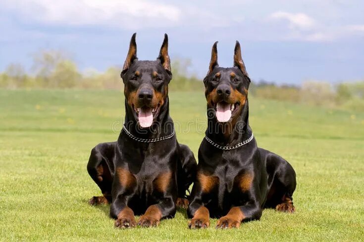 Порода собак доберман фото Two dobermans stock photo. Image of malicious, grass, muzzle - 9422014 Doberman 