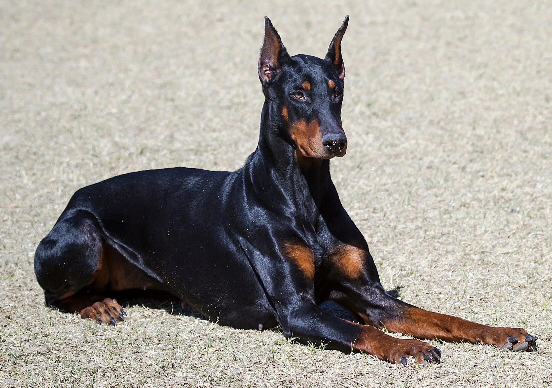 Порода собак доберман фото DOBERMAN PICS Doberman pinscher dog, Best dog breeds, Doberman dogs