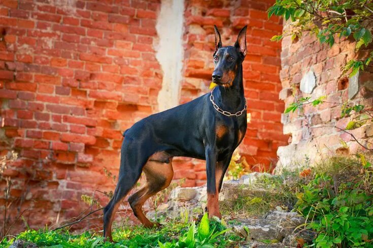 Порода собак доберман фото The most popular dog in every state Perros doberman, Raza de perro doberman, Raz