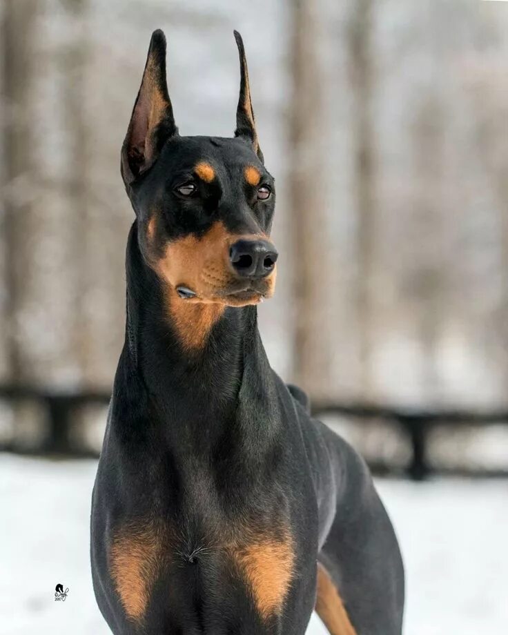 Порода собак доберман фото Doberman Doberman pinscher dog, Dogs, Doberman puppy