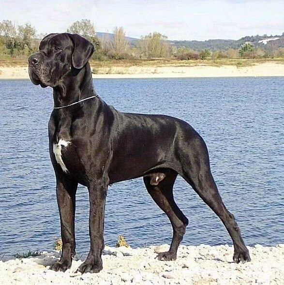 Famous Great Danes In History Clearance www.ulthera.ru