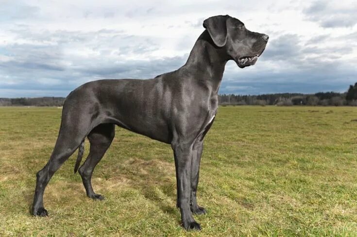 Порода собак дог фото Biggest dogs - 10 Biggest dogs breed In the world 2017 Great dane dogs, Dane dog