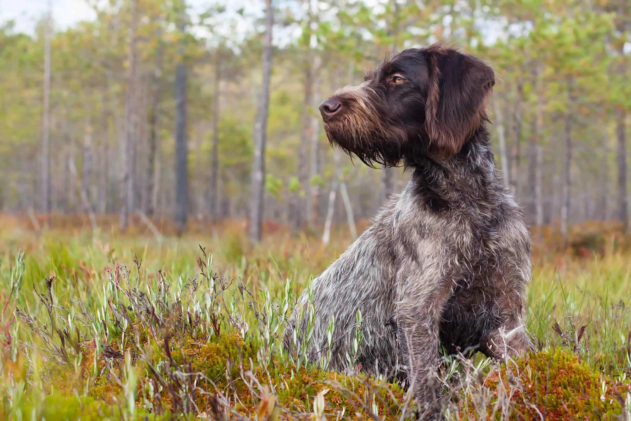 Порода собак дратхаар фото German Wirehaired Pointer Progression: Growth Chart, Milestones, and Training Ti