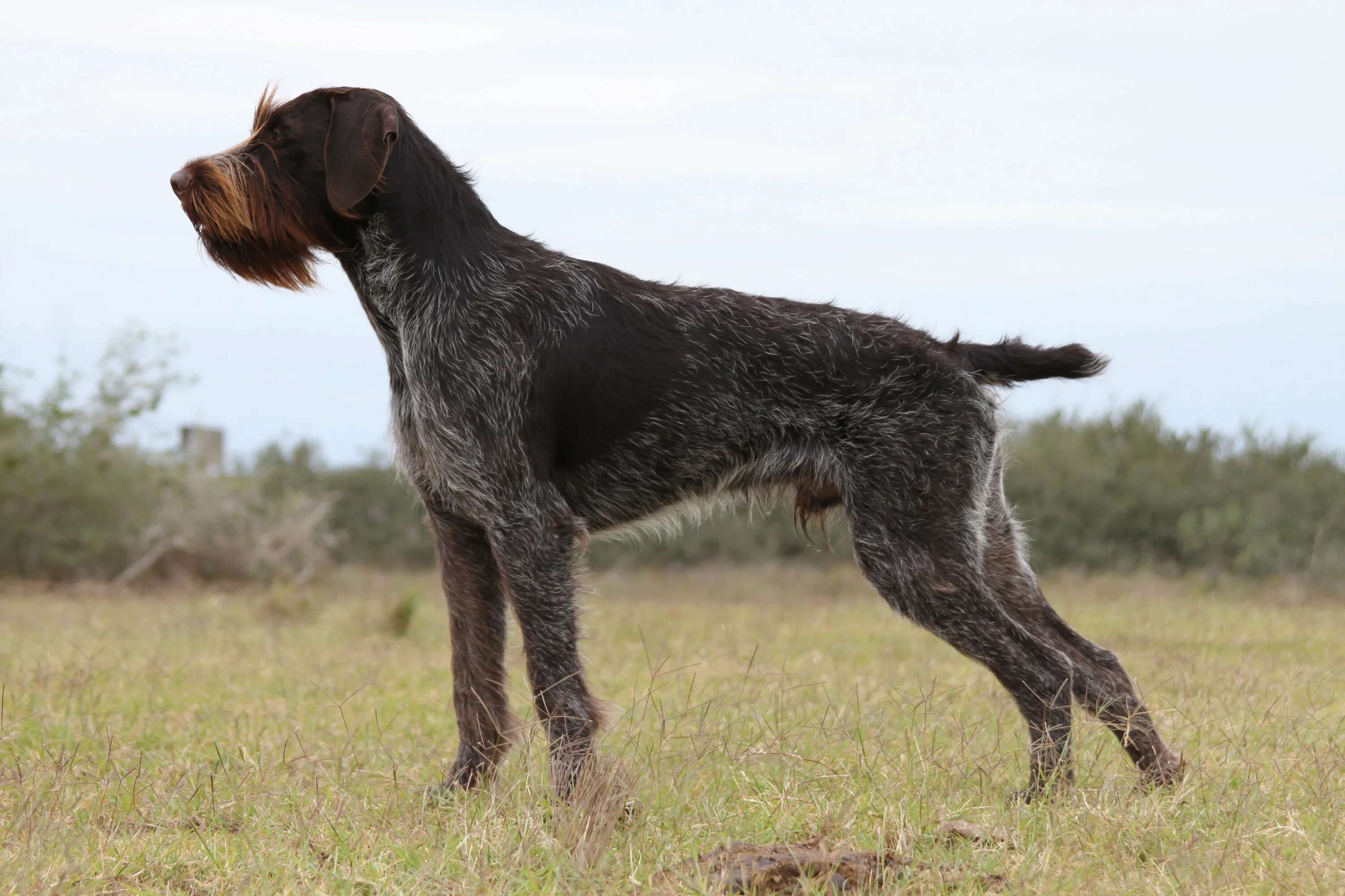 Порода собак дратхаар фото German Wire Haired Pointing Dog Dog breeds, Purebred dogs, Unique dog breeds