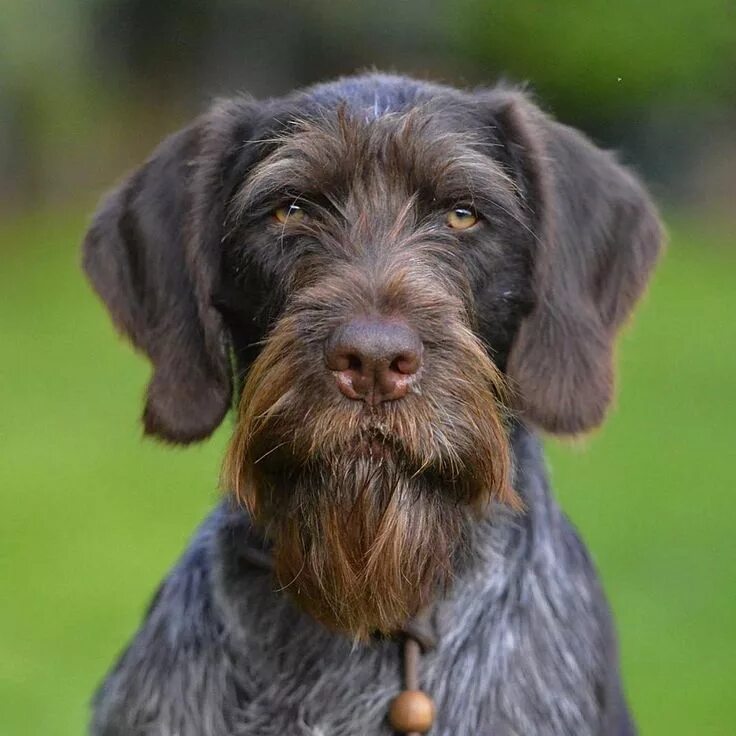 Порода собак дратхаар фото @ugurcamuzcu © GERMAN WIREHAIRED POINTER (Deutsch Drahthaar) Gsp dogs, German wi