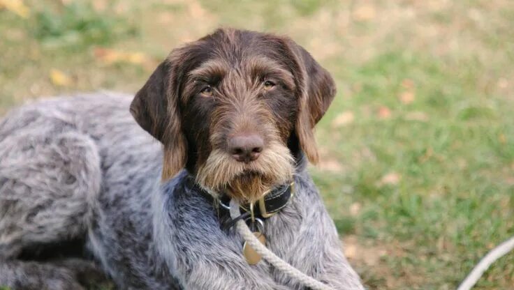 Порода собак дратхаар фото Pin by Brittni Syktich on dogs! Pointer puppies, German wirehaired pointer puppy