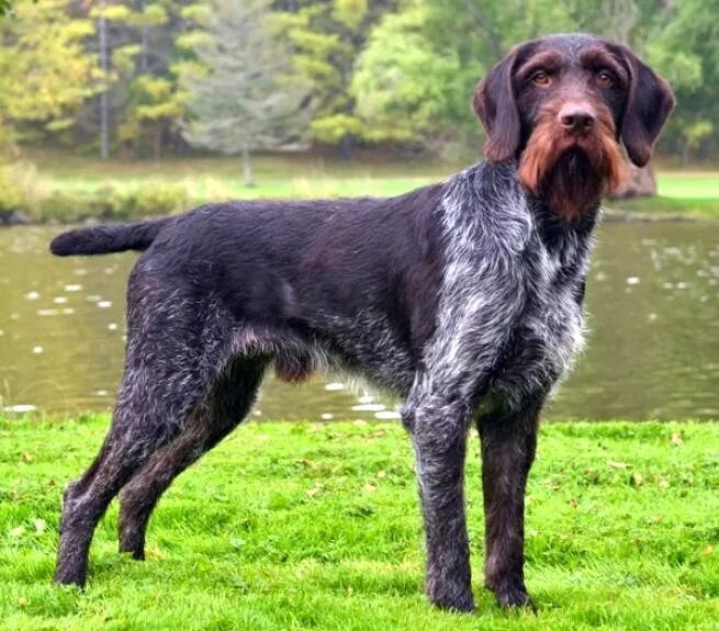 Classic Look German Wirehaired Pointer Pup