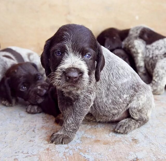 Порода собак дратхаар фото цена щенки DEUTZ DRAHTHAAR German shorthaired pointer dog, Pointer puppies, Dog anatomy