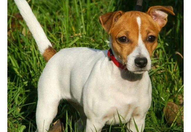 Порода собак джек рассел фото Джек-рассел-терьер Jack russell terrier, Jack russel, Chiot jack russel