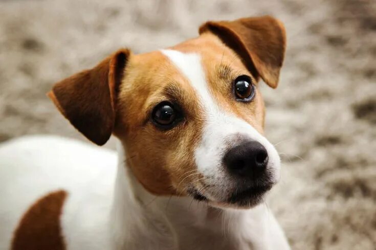 Порода собак джек рассел фото The Top 10 Smartest Dog Breeds Terrier dog breeds, Jack russell terrier, Loyal d