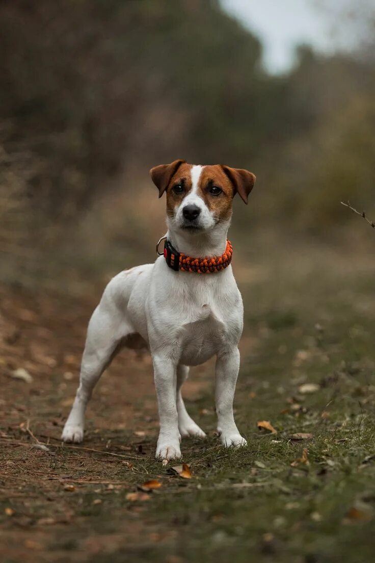 Порода собак джек рассел фото Jack Russell autumn Cani jack russell, Cuccioli di bulldog, Animali