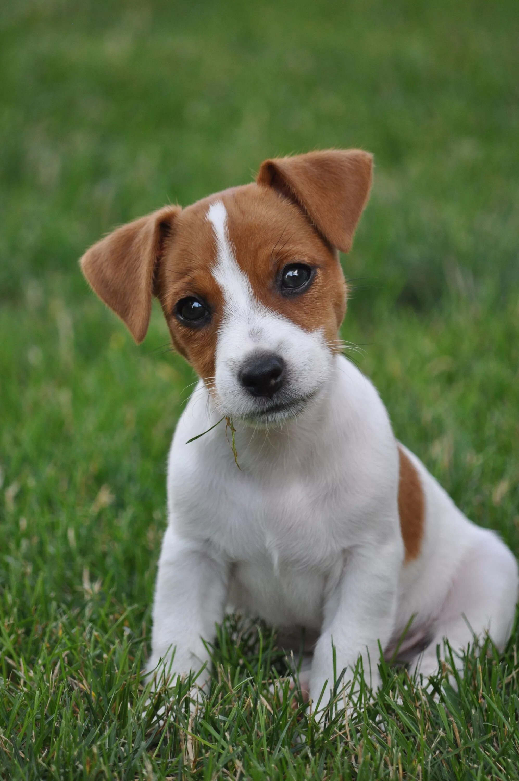 Порода собак джек рассел фото и цена Jack Russell Terrier - "Kleinkind", wie niedlich er uns anschaut. Джек рассел, Щ