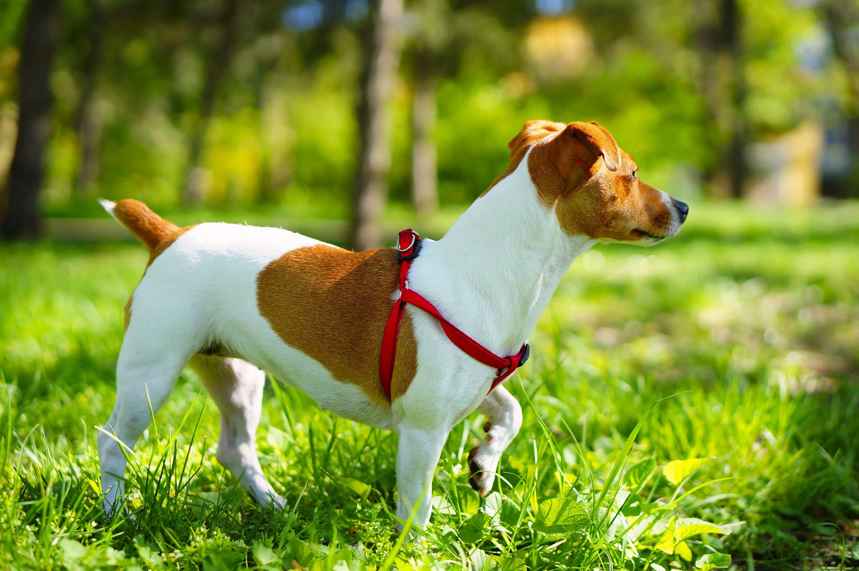 Порода собак джек рассел терьер фото Free Images : vertebrate, dog breed, parson russell terrier, jack russell, jack 