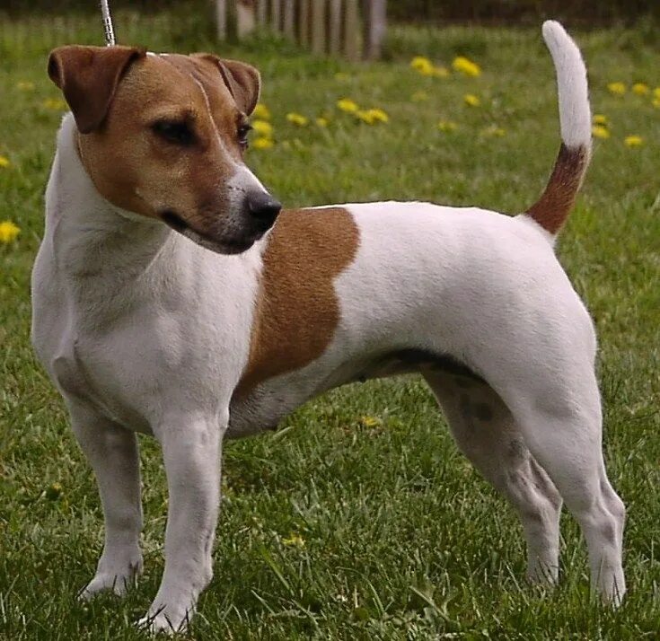 Порода собак джек рассел терьер фото JACK RUSSELL TERRIER size: small exercise: medium grooming: low trainability: ve