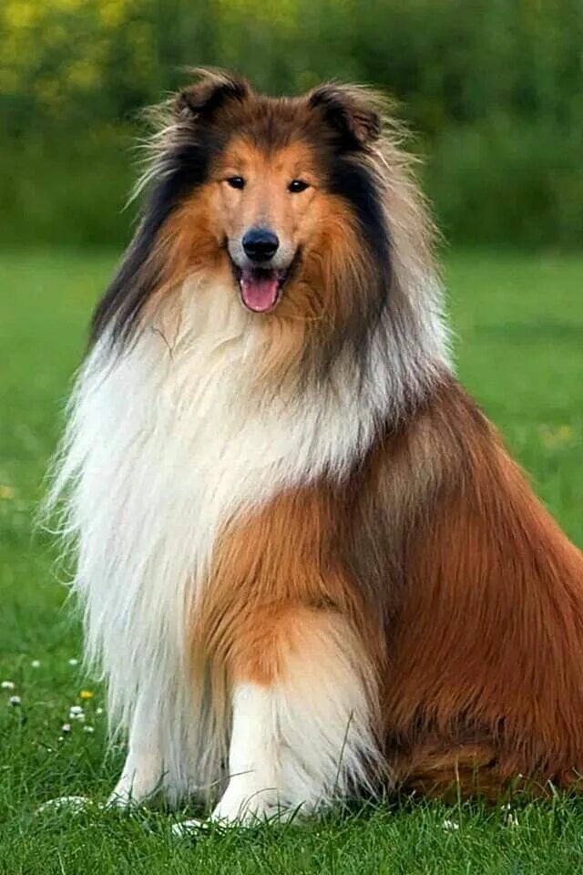 Порода собак фото характеристики Pin by Marsha Humphreys-badgett on a few of my favorite things Rough collie, Dog