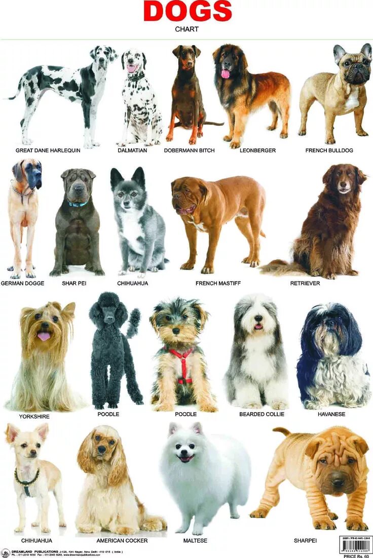 Порода собак фото с названиями Dog cuts, Dog breeds, Dog breeds chart