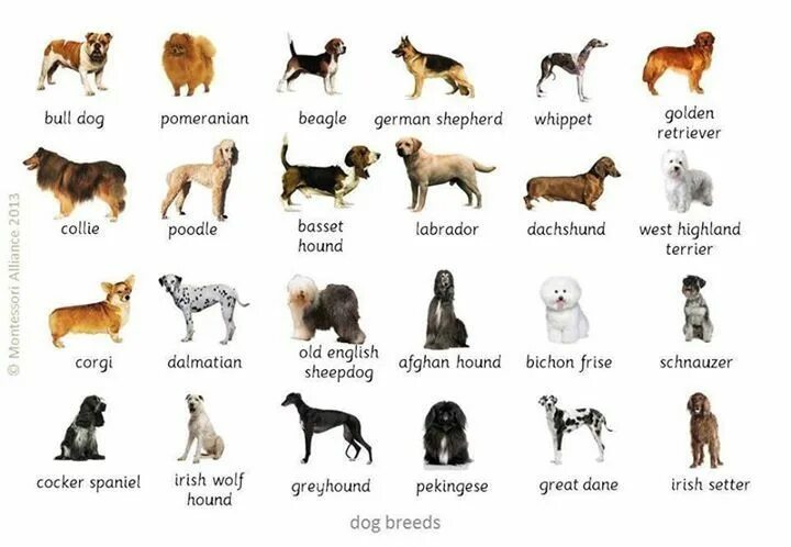 Порода собак фото с названиями Pin on Language grammar Dogs of the world, Dogs, Dog boarding