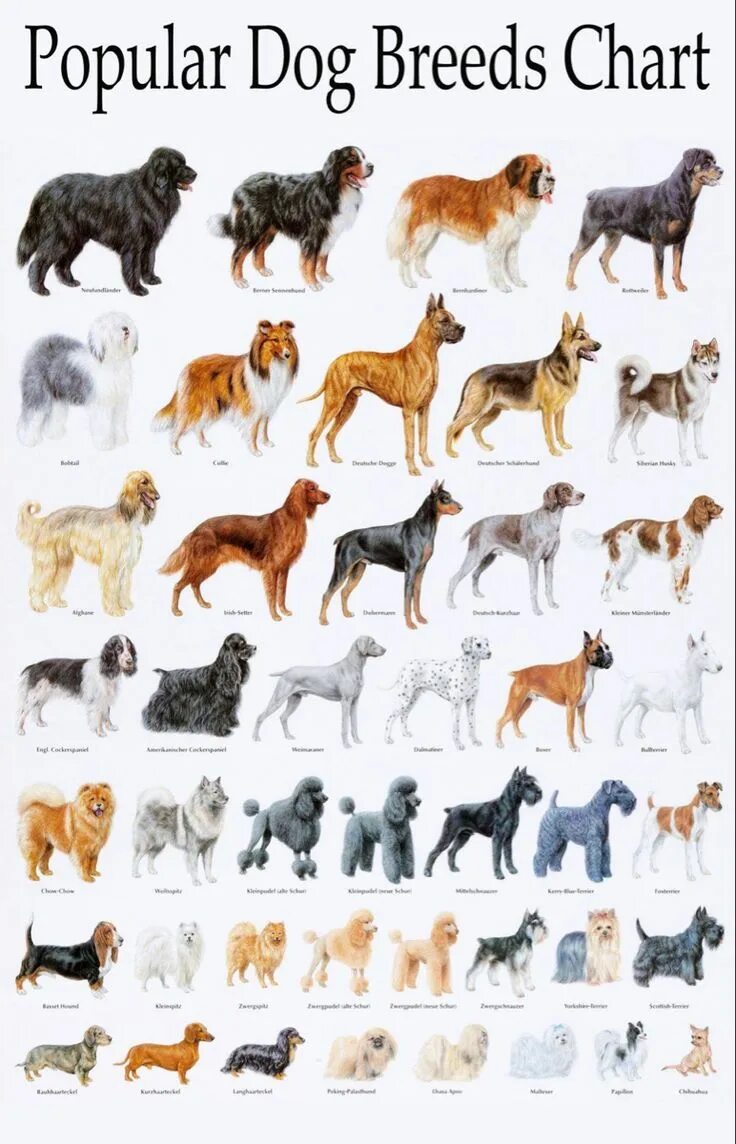 Порода собак фото с названиями Breeds for Dogs Cute dogs, Cute dogs breeds, Dog breeds chart