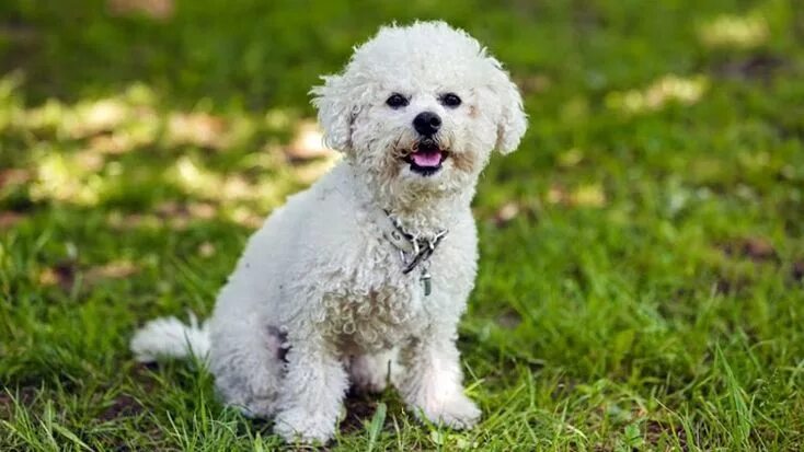 Порода собак французский бишон фото 30 Small Hypoallergenic Dogs That Don't Shed - Barking Royalty Bichon frise dogs