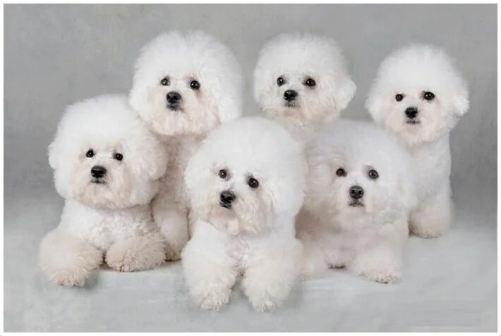 Порода собак французский бишон фото Bichon Frise Bichon frise dogs, Bichon dog, Bichon frise