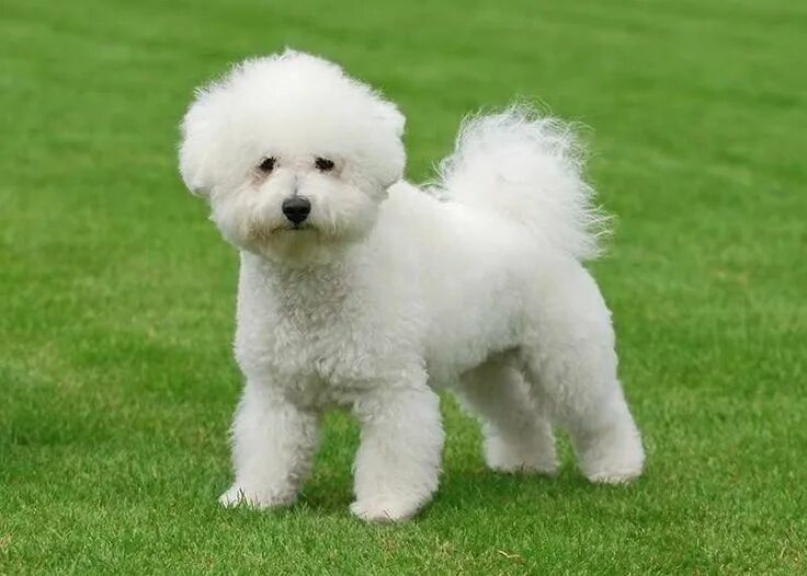 Порода собак французский бишон фото Image result for bichon frise Bichon frise, Bichon frise dogs, Dog breeds