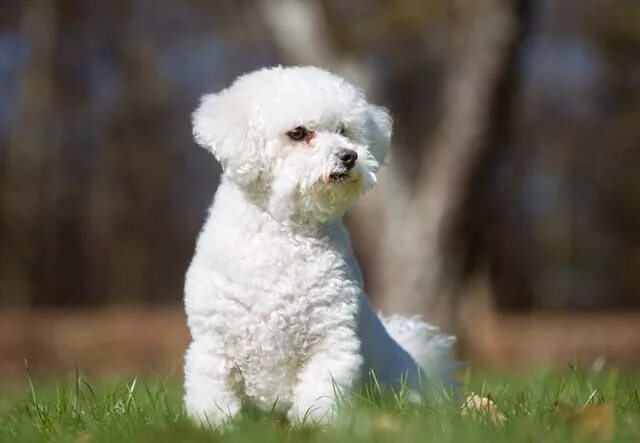 Порода собак французский бишон фото Hundewelpe Bichon Frisé Hunderassen, Bichon frise, Hundewelpe