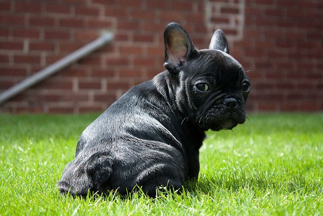 Порода собак французский бульдог фото Louis (French Bulldog) 2009 07 French bulldog puppies, French bulldog, Bulldog