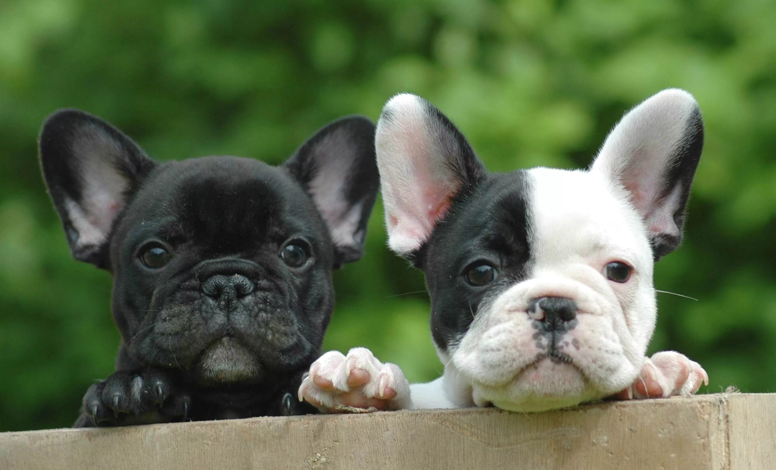 Порода собак французский бульдог фото цена Bouledogue français : le mini molosse de bonne compagnie Chiots bouledogues, Bou