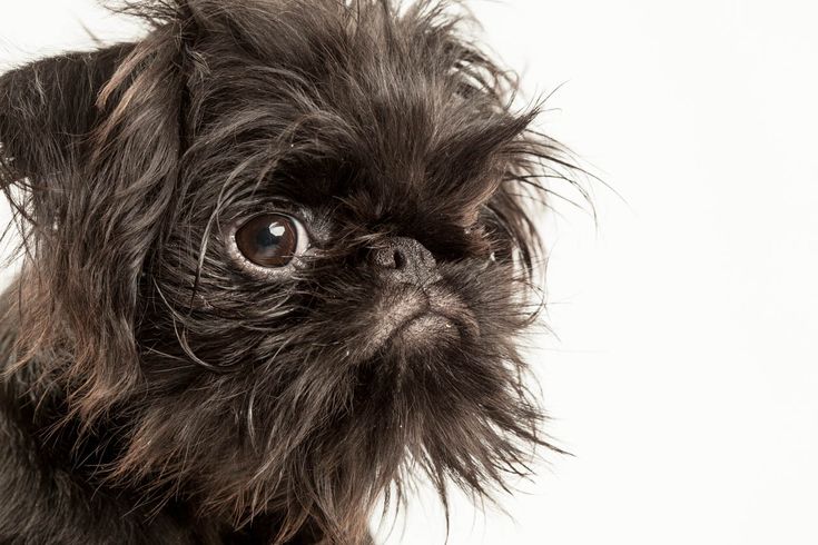 Порода собак грифон с фото Brussels Griffon Puppy Brussels griffon puppies, Brussels griffon, Griffon dog