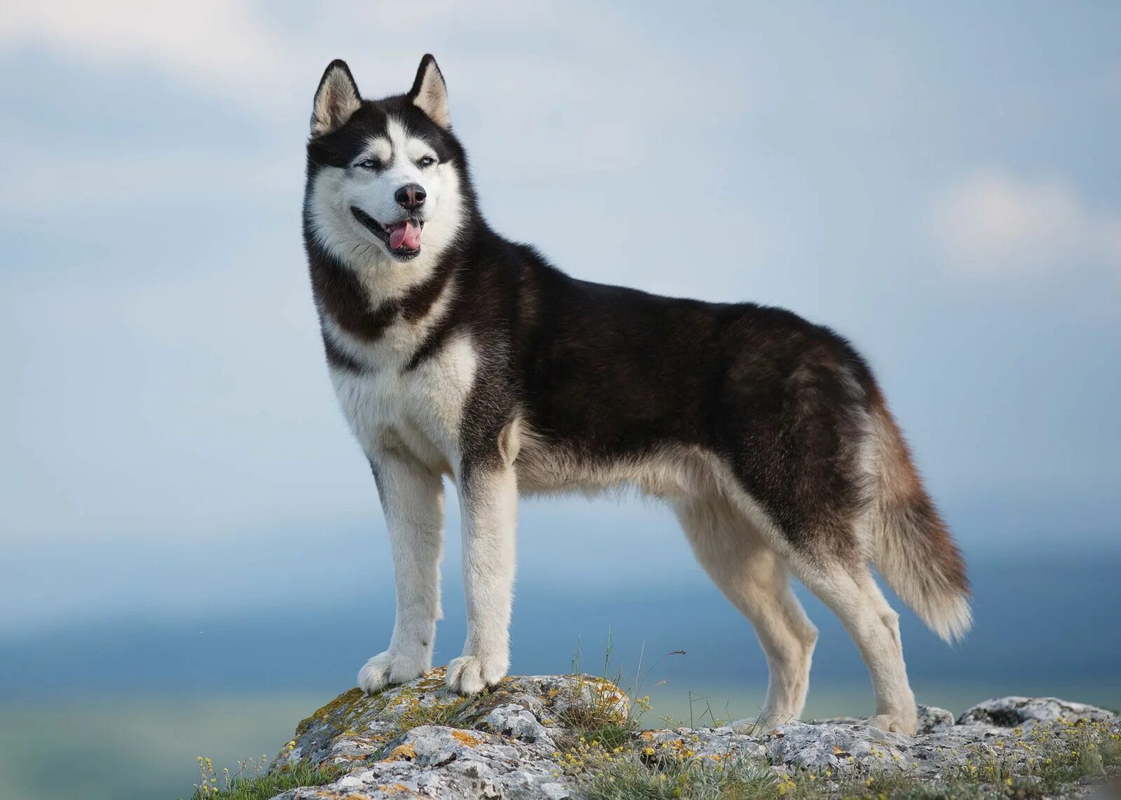 Порода собак хаски фото Siberian Husky Characteristics, Overview, Temperament, & Facts Britannica