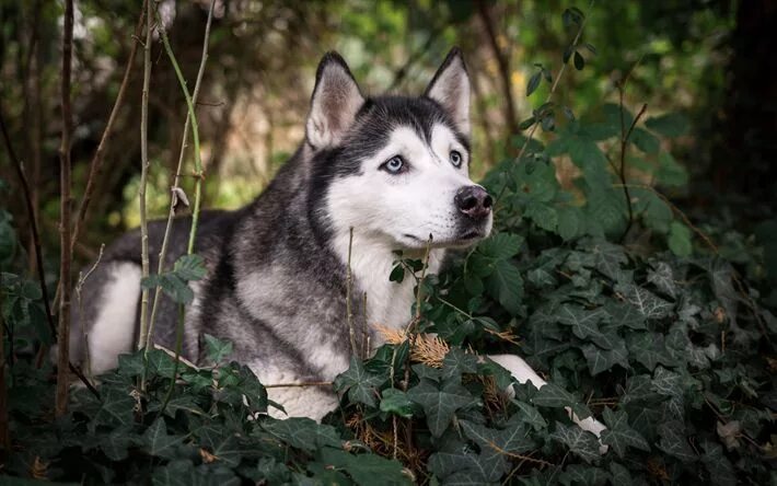 Порода собак хаски фото Download wallpapers Husky, forest, large white dog, pets, cute animals, dog bree