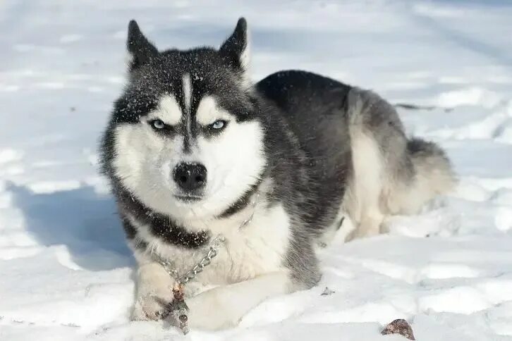 Порода собак хаски фото Is husky a wolf? 7 Wolf like other dogs that you can pet Siberische husky, Alask