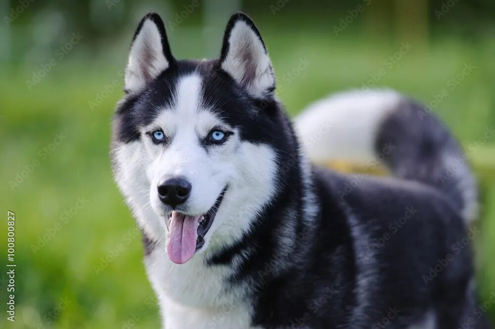 Порода собак хаски фото siberian husky Фотографія Stock Adobe Stock