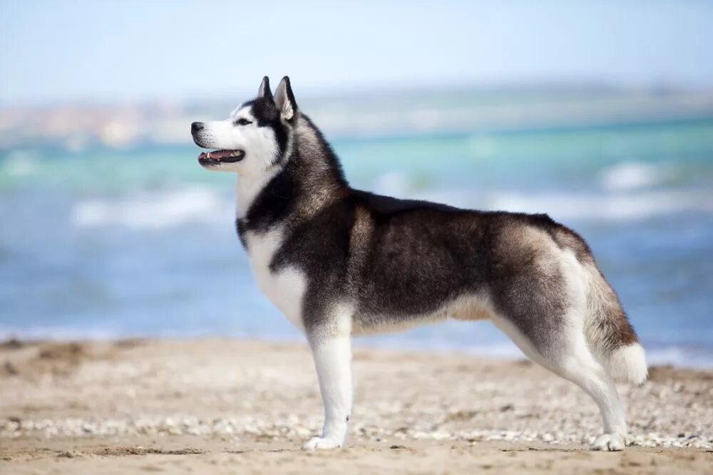 Порода собак хаски фото Pin de ❤ Friendly Huskys ❤ em Huskys Friendly Siberian husky, Rouco, Husky siber