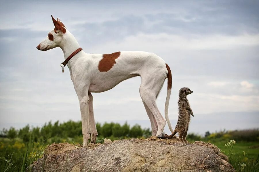 Порода собак ибиценко фото Ibizan Hound dog and meerkats Ibizan hound, Hound dog, Dogs