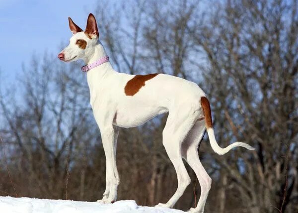 Порода собак ибиценко фото Ibizan Hound (Podenco) Paras Pets LLC Chien, Levrier