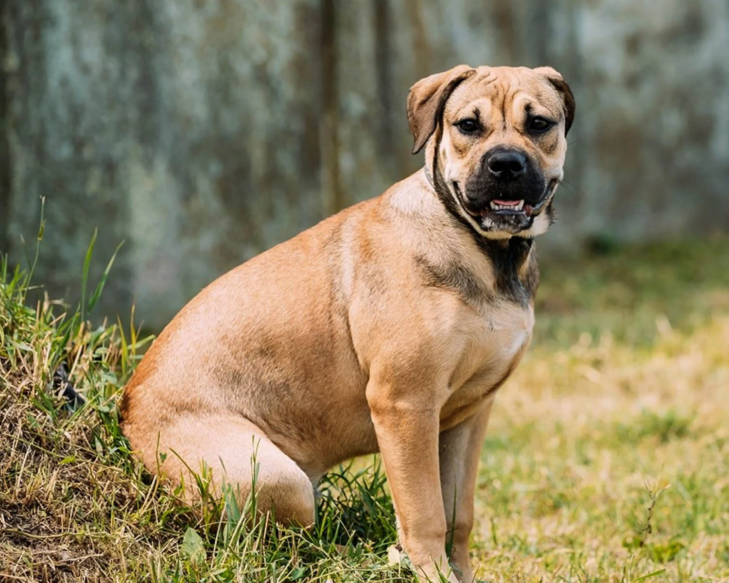 Порода собак кадебо фото Собаки породы Ка-де-бо (майорский мастиф) - ICA.DOG