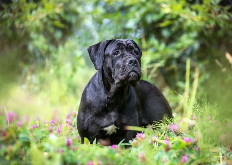 Порода собак кане фото Cane Corso: Dog Breed Profile Cane corso, Hunde, Hunderassen