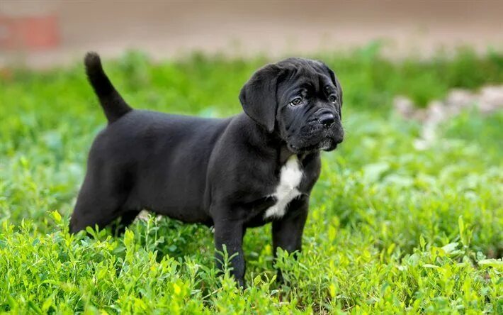 Порода собак кане фото Download wallpapers Cane Corso, grass, puppy, cute animals, dogs for desktop fre