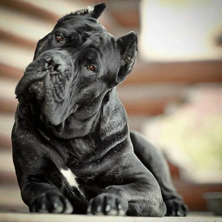 Порода собак кане фото Pin on American bullies are the Best! Cane corso dog, Corso dog, Cane corso