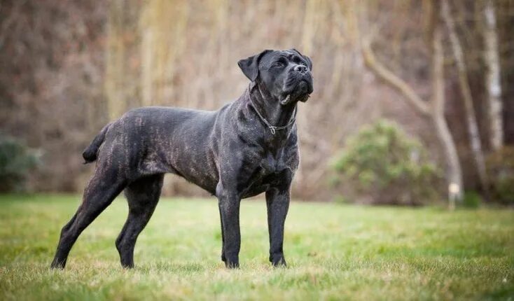 Порода собак кане фото 10 лучших сторожевых пород собак Cane corso, Cane corso dog, Corso dog