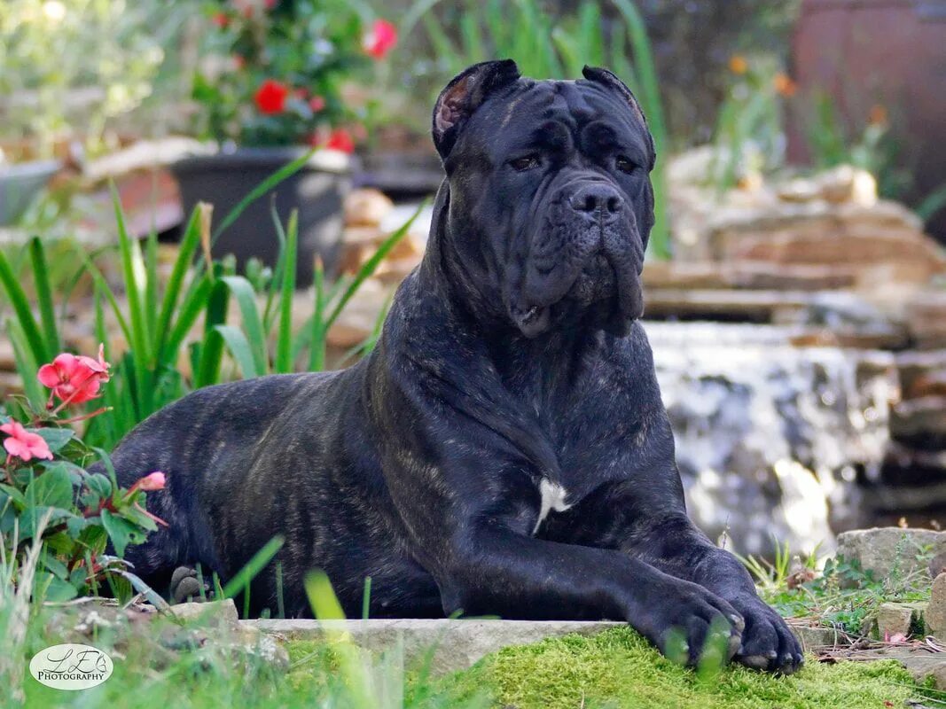 Порода собак кане фото Picture Cane corso dog, Cane corso, Corso dog