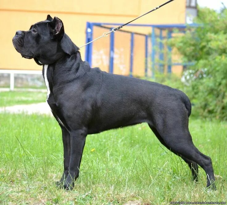 Порода собак кане корсо фото Cane corso, Dogs, Animals