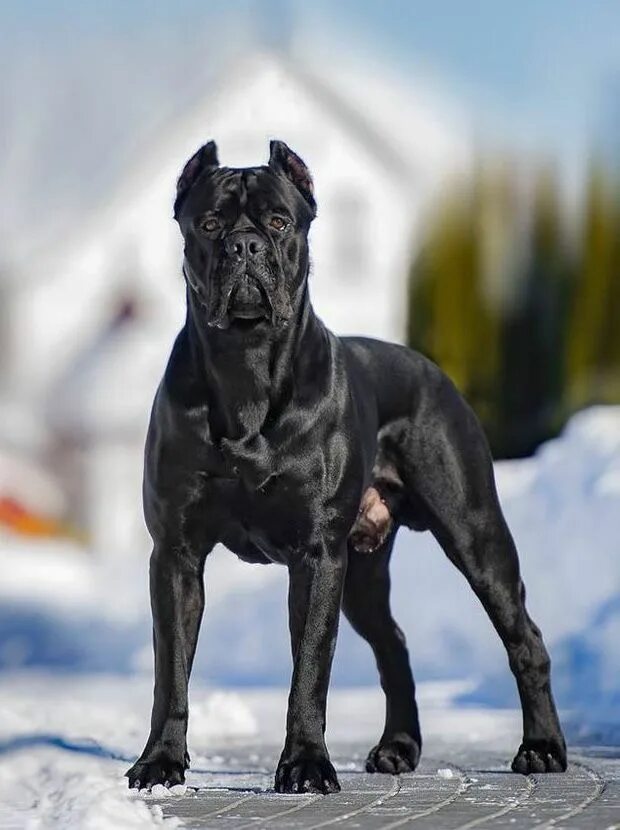 Порода собак кане корсо фото Big cane corso dog 20 dangerous cane corso dogs cane corso dog breed in 2023 Can