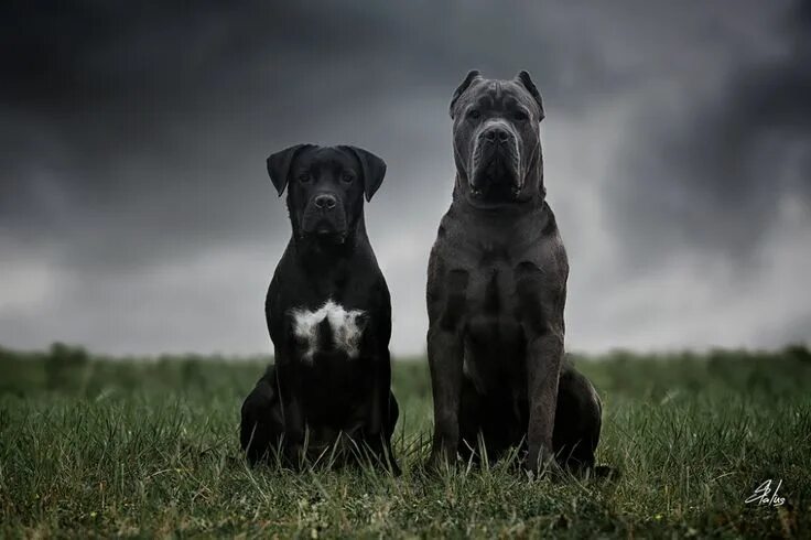 Порода собак кане корсо фото Cane Corso Cane corso, Corso dog, Big dog breeds