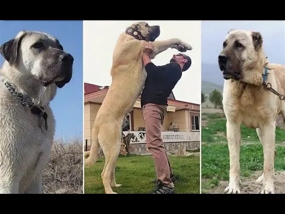 Порода собак кангал фото Kangal: The History and Origins of the Turkish Dog - YouTube